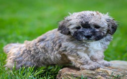Miniature Poodle dogs for sale: Roscoe - Image 1