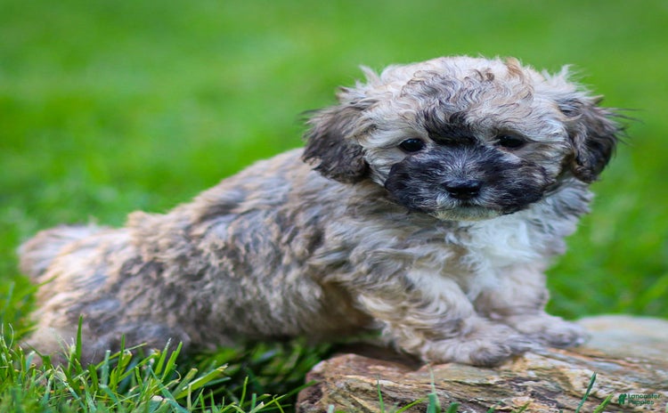 Miniature Poodle dogs for sale - Ad 3