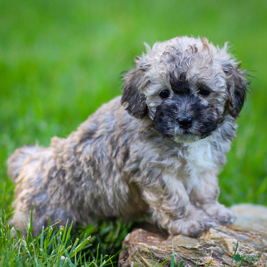 Miniature Poodle dogs for sale: Roscoe - Image 1
