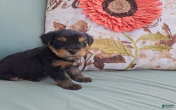Yorkshire Terrier dogs for sale: Rubble - Image 5