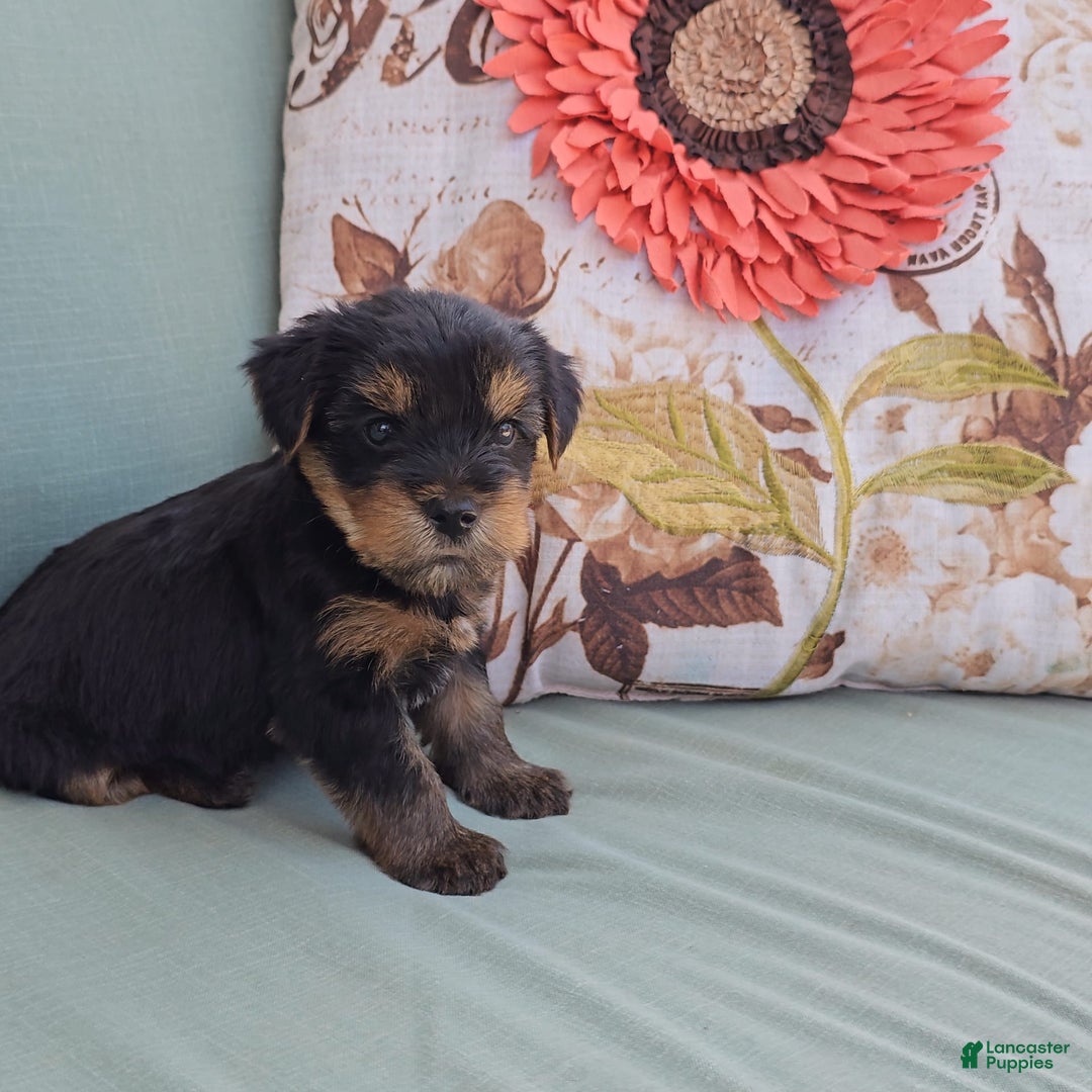 Yorkshire Terrier dogs for sale: Rubble - Image 5