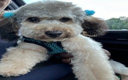 Yorkiepoo dogs for sale: Midnight - Image 2
