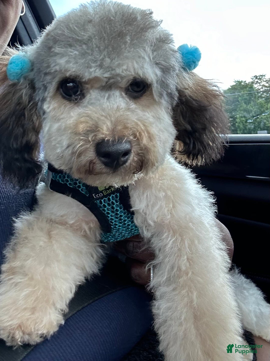Yorkiepoo dogs for sale: Midnight - Image 2