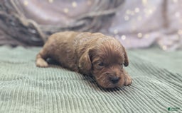 Cavapoo dogs for sale: Hermes - Image 10