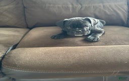 English Bulldog dogs for sale: Stripe - Image 2
