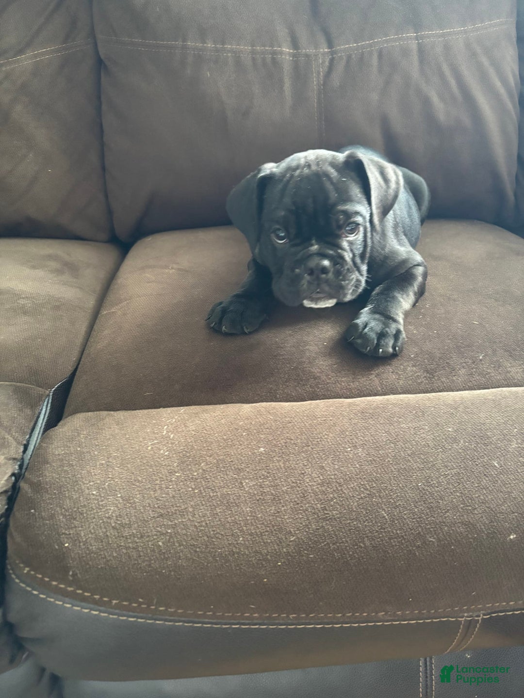 English Bulldog dogs for sale: Stripe - Image 2