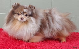 Pomeranian dogs for sale: Santiago - Image 4