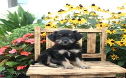 Rat Terrier dogs for sale: Roxy - Image 3