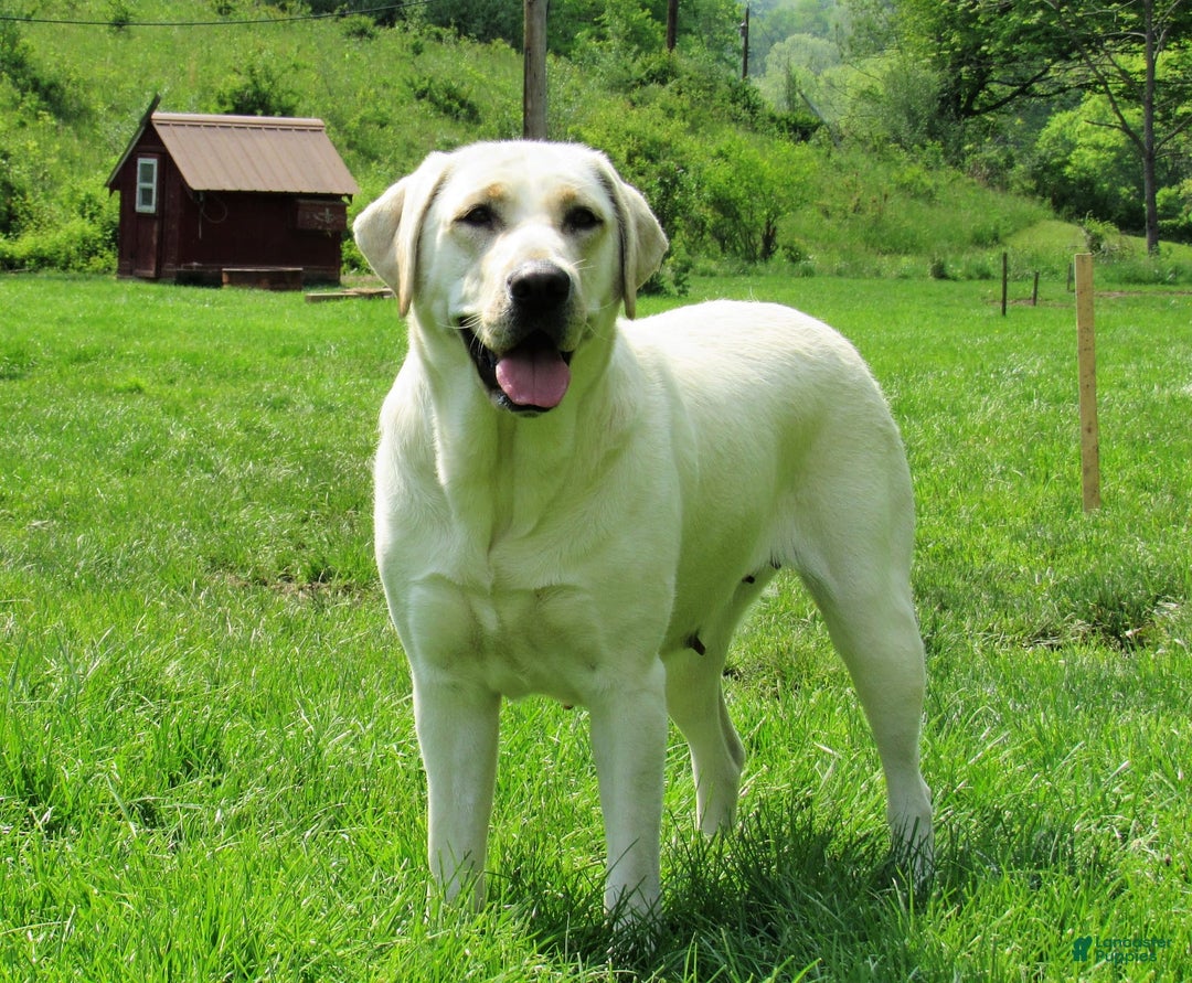 Labrador Retriever dogs for sale: Roxie - Image 3