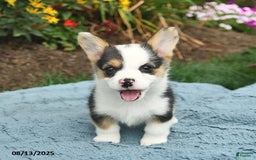 Welsh Corgi Pembroke dogs for sale: Ginger - Image 3