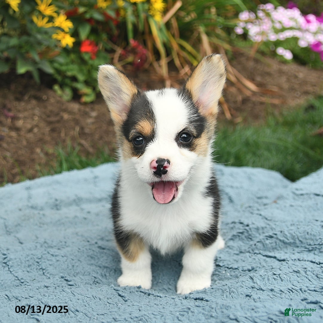 Welsh Corgi Pembroke dogs for sale: Ginger - Image 3