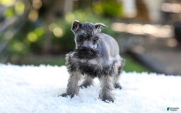 Miniature Schnauzer dogs for sale: Bentley - Image 1