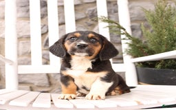 Basset Hound dogs for sale: Benny - Image 9