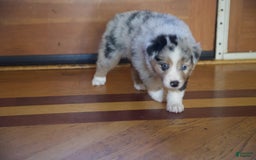 Australian Shepherd dogs for sale: Kiwi - Image 13