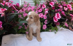 Mini Aussiedoodle dogs for sale: Roscoe - Image 6