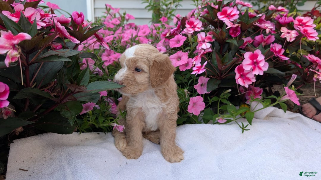 Mini Aussiedoodle dogs for sale: Roscoe - Image 6