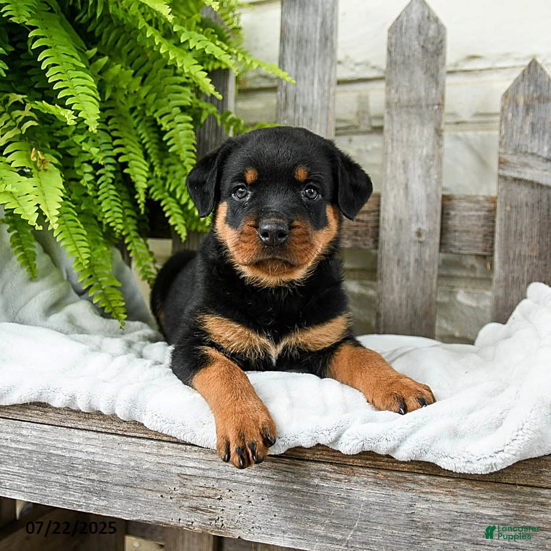 Rottweiler dogs for sale: Sidney - Image 3