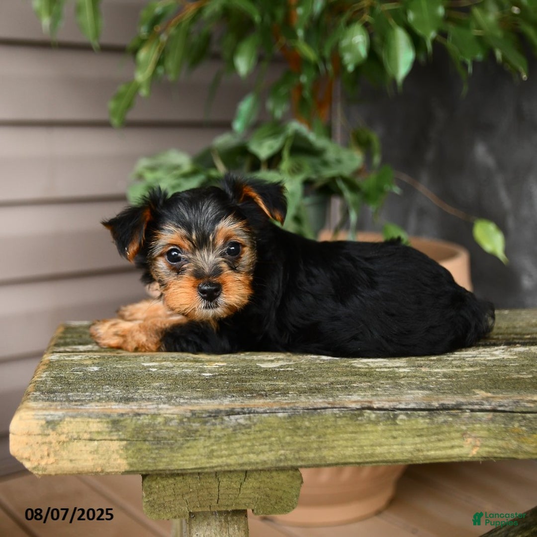 Yorkshire Terrier dogs for sale: Hava - Image 3