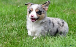 Australian Shepherd dogs for sale: Luna - Image 11