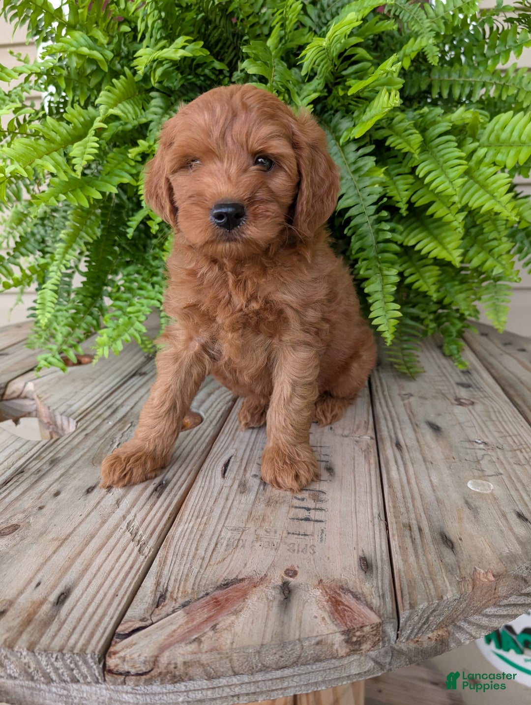 Mini Goldendoodle dogs for sale: Mini -kory - Image 13