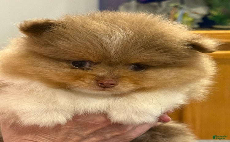 Pomeranian dogs - Advert 17