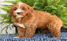 Cavapoo dogs for sale: Peanut - Image 9
