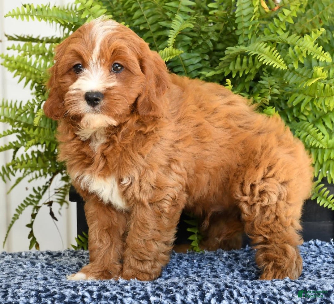 Cavapoo dogs for sale: Peanut - Image 9