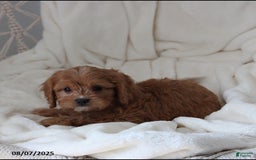 Cavapoo dogs for sale: Max - Image 2