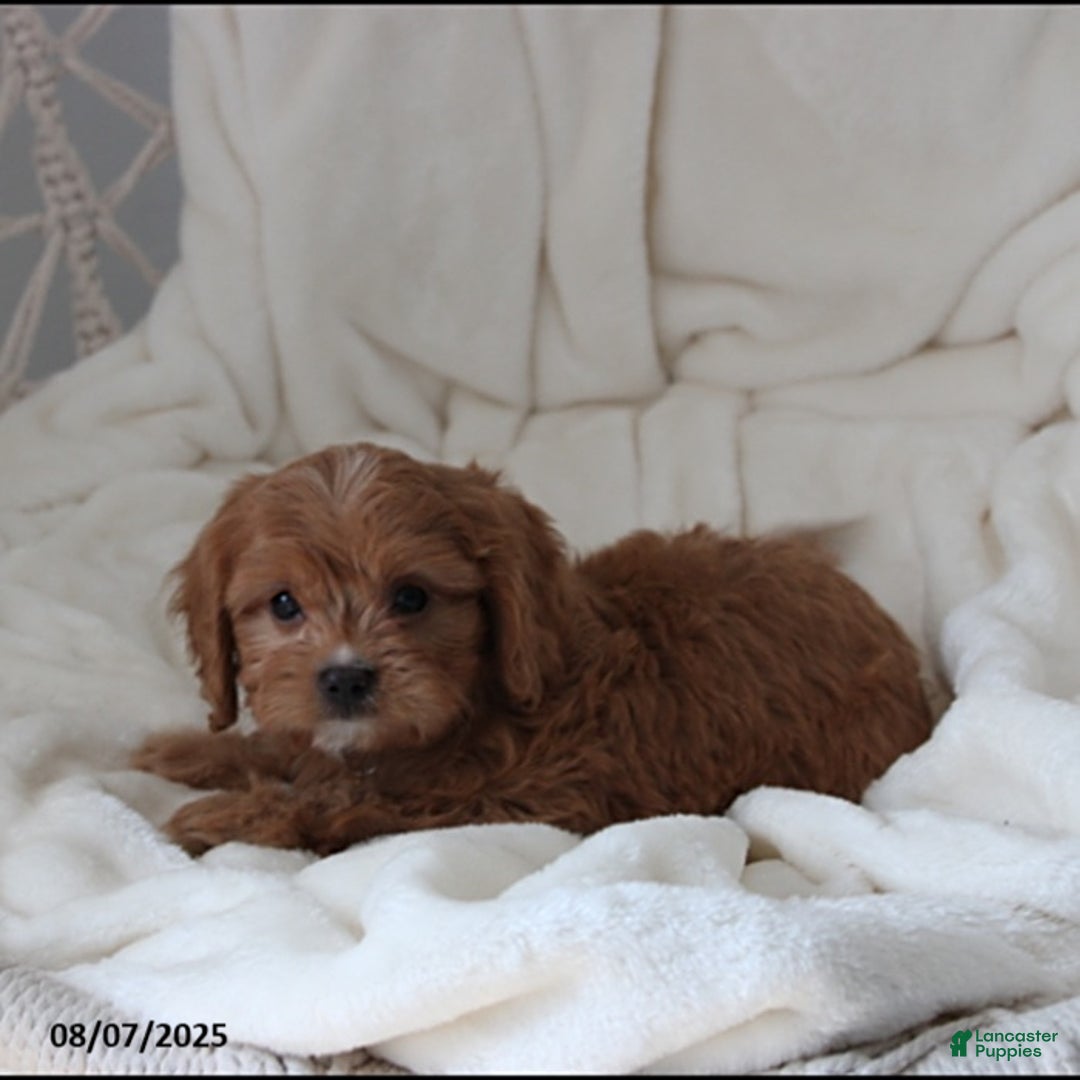 Cavapoo dogs for sale: Max - Image 2