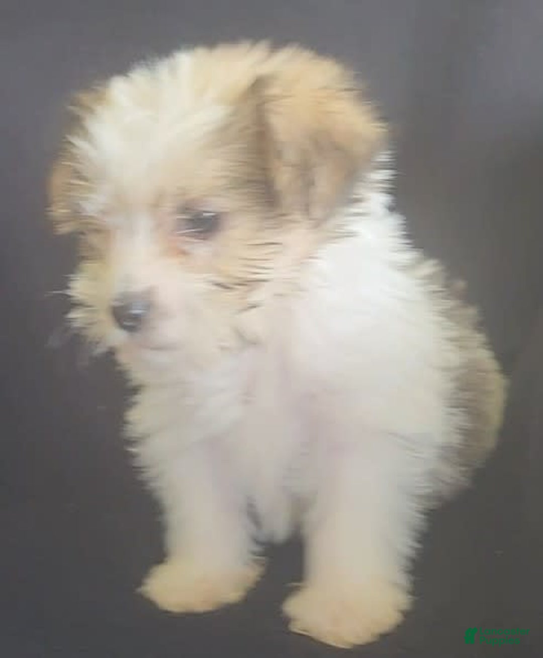 Cavalier King Charles Spaniel dogs for sale: Peanut - Image 8