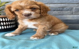 Cocker Spaniel dogs for sale: Tommy - Image 6