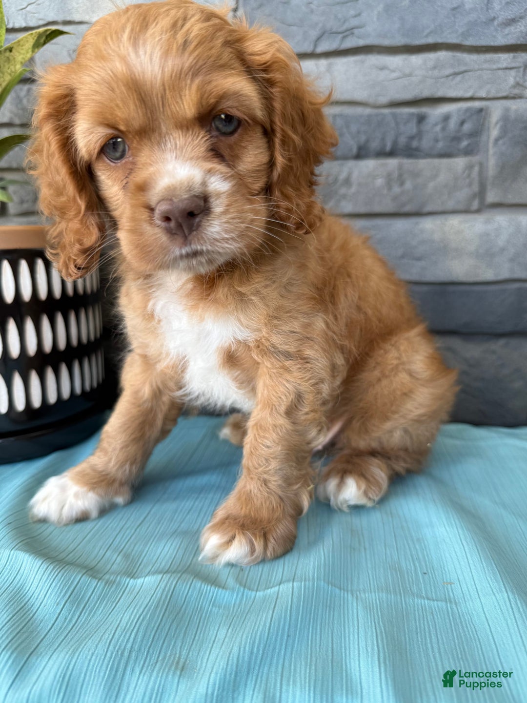 Cocker Spaniel dogs for sale: Tommy - Image 6