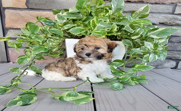 Havapoo dogs for sale - Ad 1