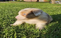 Australian Shepherd dogs for sale: Mr Teddy Bear - Image 2