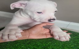 American Bully dogs for sale: Pearl - Image 9
