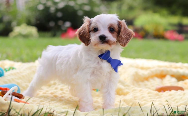Cavapoo dogs for sale - Ad 2