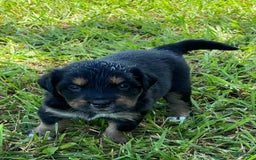 Australian Shepherd dogs for sale: Billy The Kid - Image 5