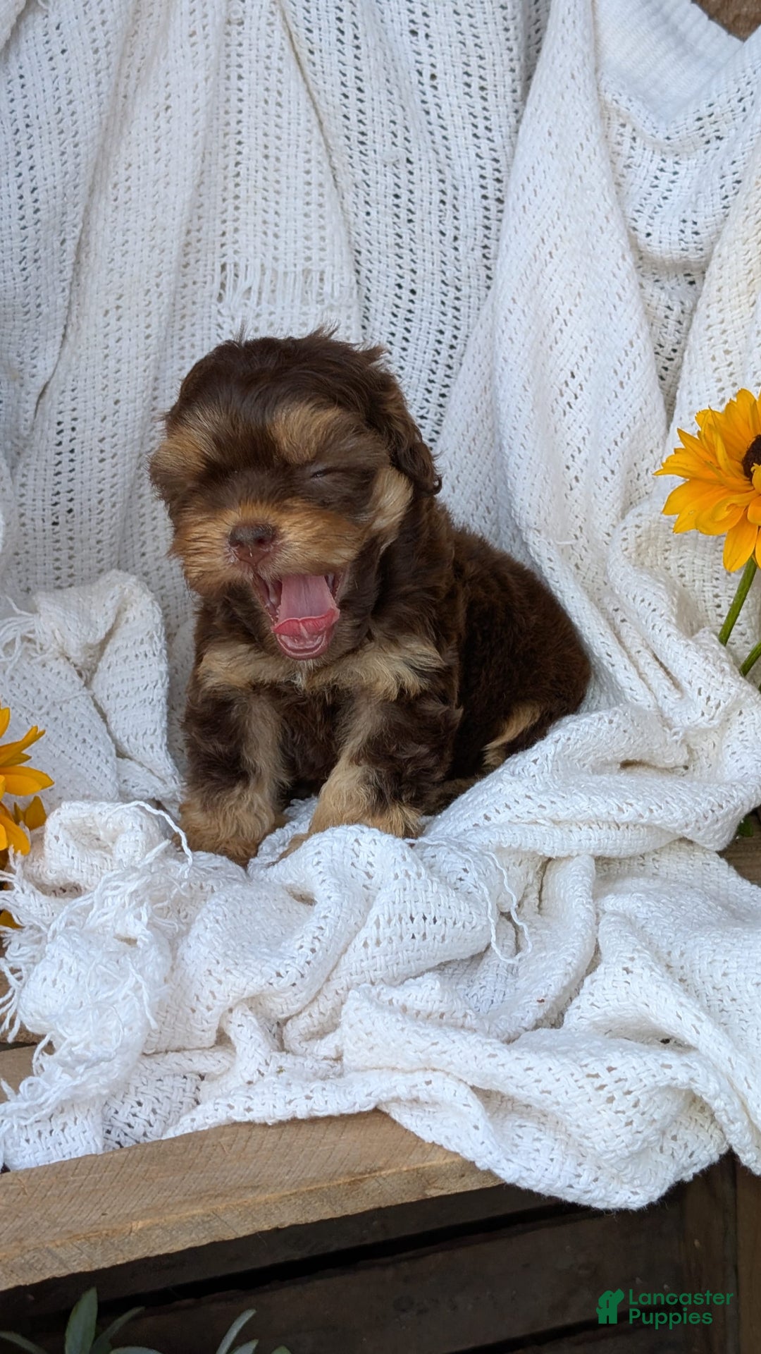 Cockapoo dogs for sale: Hazel - Image 6