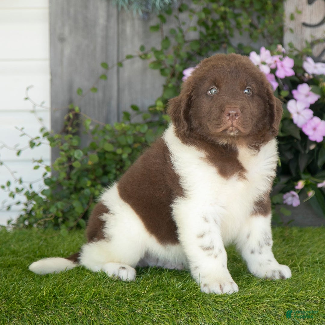 Newfoundland dogs for sale: Walter - Image 1