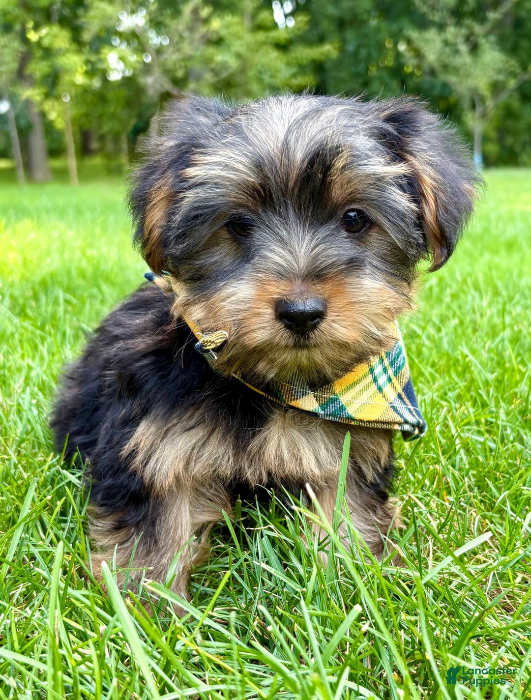 Yorkshire Terrier dogs for sale: George - Image 1