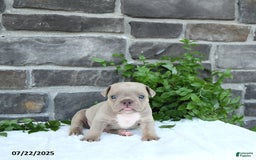 Olde English Bulldogge dogs for sale: Cody - Image 4