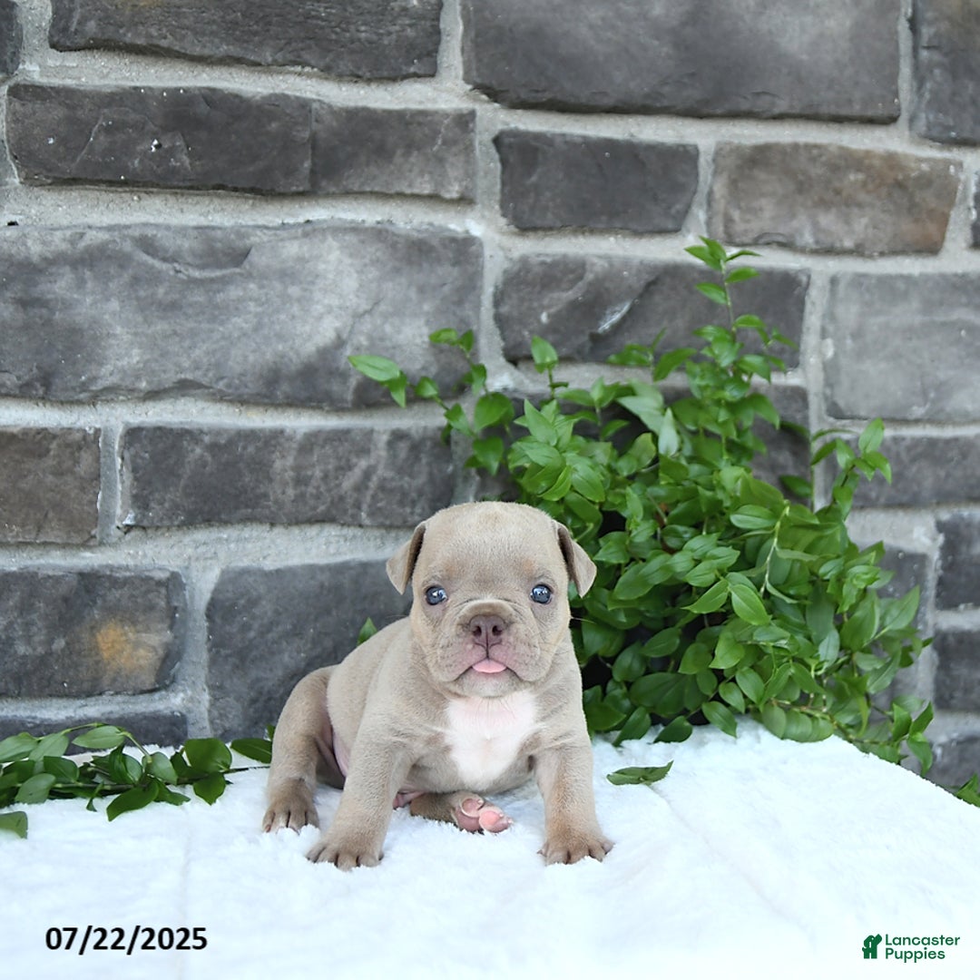 Olde English Bulldogge dogs for sale: Cody - Image 4