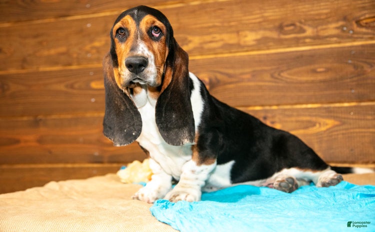 Basset Hound dogs - Advert 23