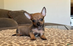 Chihuahua dogs for sale: Captain - Image 12