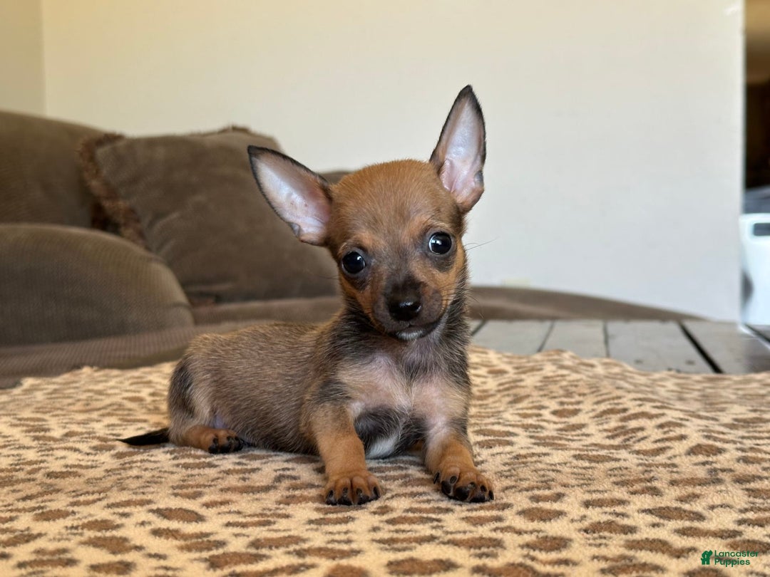 Chihuahua dogs for sale: Captain - Image 12