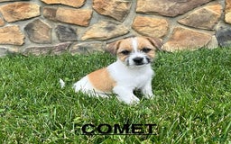 Shih Tzu dogs for sale: Shih Tzu 3 puppies - Image 1