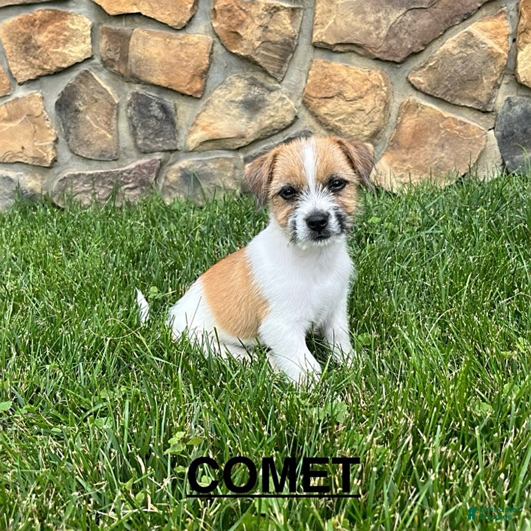 Shih Tzu dogs for sale: Shih Tzu 3 puppies - Image 1