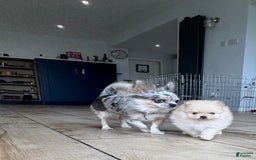 Pomeranian dogs for sale: Bunny - Image 13