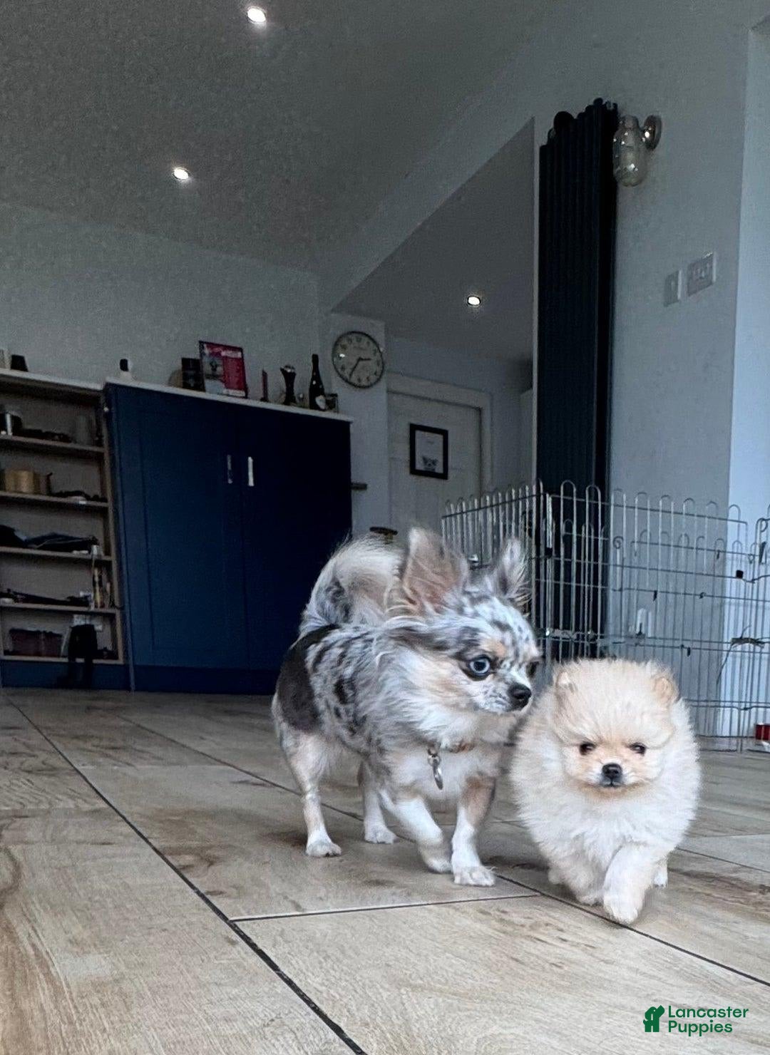 Pomeranian dogs for sale: Bunny - Image 13
