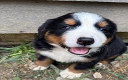 Bernese Mountain Dog dogs for sale: Pink - Image 6